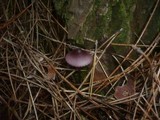 Mycena purpureofusca image