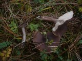 Pseudoclitocybe cyathiformis image