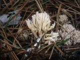 Ramaria gracilis image