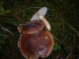 Tricholoma fracticum image