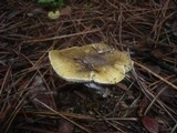 Tricholoma sejunctum image