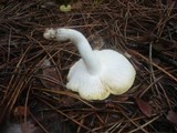 Tricholoma sejunctum image
