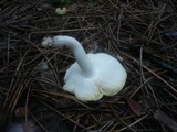Tricholoma sejunctum var. coniferarum image