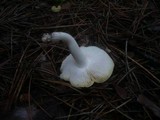 Tricholoma sejunctum image