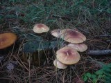 Tricholomopsis rutilans image