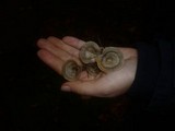 Clitocybe vibecina image