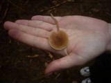 Entoloma cetratum image