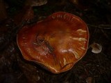 Tricholoma aurantium image