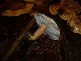 Tricholoma aurantium image