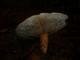 Tricholoma aurantium image