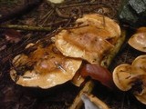 Tricholoma aurantium image