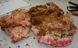 Rigidoporus sanguinolentus image