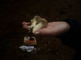 Tricholoma portentosum image