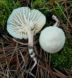 Hygrocybe virginea var. virginea image
