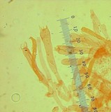 Hygrocybe virginea var. virginea image