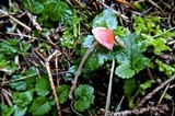 Atheniella adonis image