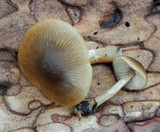 Entoloma cetratum image