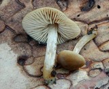 Entoloma cetratum image