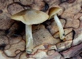 Entoloma cetratum image