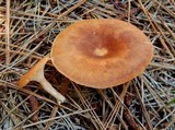 Clitocybe squamulosa var. montana image