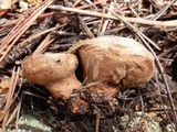 Lycoperdon marginatum image