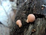 Lycogala epidendrum image