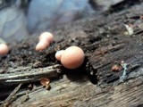 Lycogala epidendrum image