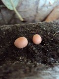 Lycogala epidendrum image