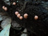 Lycogala epidendrum image
