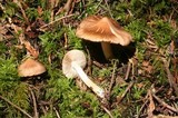 Inocybe nitidiuscula image