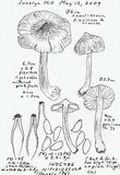 Inocybe nitidiuscula image