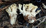 Ramaria rasilispora var. scatesiana image