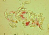 Ramaria rasilispora var. scatesiana image