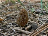 Morchella snyderi image