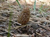 Morchella snyderi image