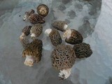 Morchella snyderi image