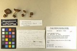 Inocybe splendens image