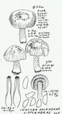 Inocybe splendens image