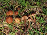 Deconica subviscida image