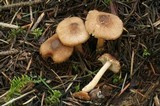 Inocybe fuscidula image
