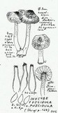 Inocybe fuscidula image