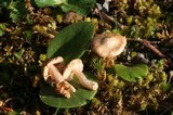 Inocybe chelanensis image