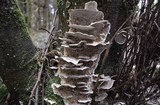 Bjerkandera adusta image