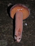 Lactarius corrugis image