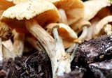 Gymnopilus aeruginosus image