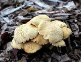 Gymnopilus aeruginosus image