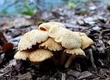 Gymnopilus aeruginosus image