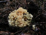Ramaria rasilispora image