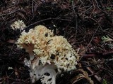 Ramaria rasilispora image