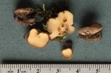 Tricharina ochroleuca image